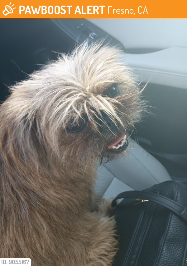 Fresno, CA Stray Female Dog Found Near Chestnut and muscat PawBoost