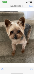 Lost Female Dog last seen Near S 4400 W, Kearns, UT, Kearns, UT 84118