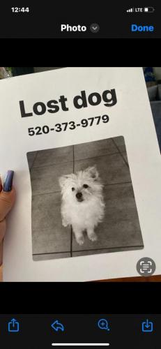 Lost Female Dog last seen 63rd Dr & Piccadilly Dr, Phoenix, AZ 85033