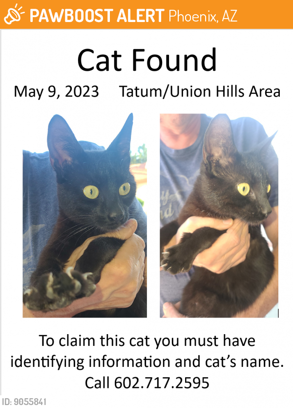 Found/Stray Female Cat last seen Tatum & Union Hills, Phoenix, AZ 85032