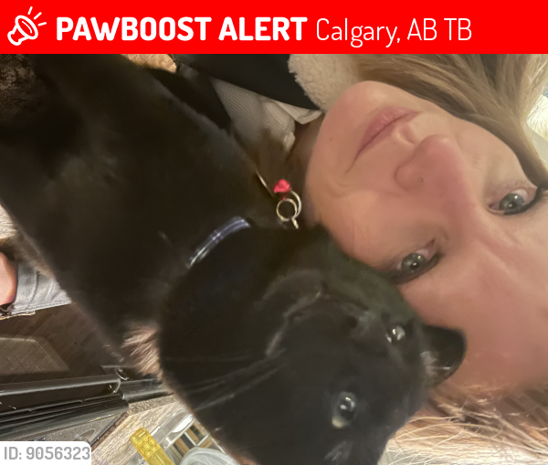 Lost Male Cat last seen Montgomery Road in Montgomery Avenue, Calgary, Calgary, AB T3B