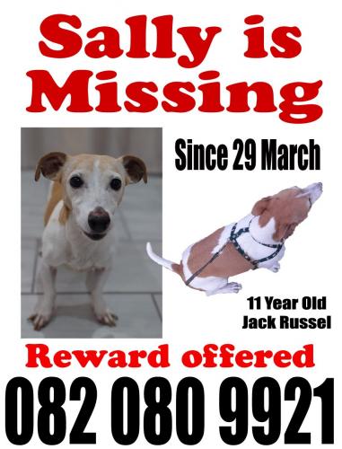 Lost Female Dog last seen Fort Klapperkop, Pretoria, GP 