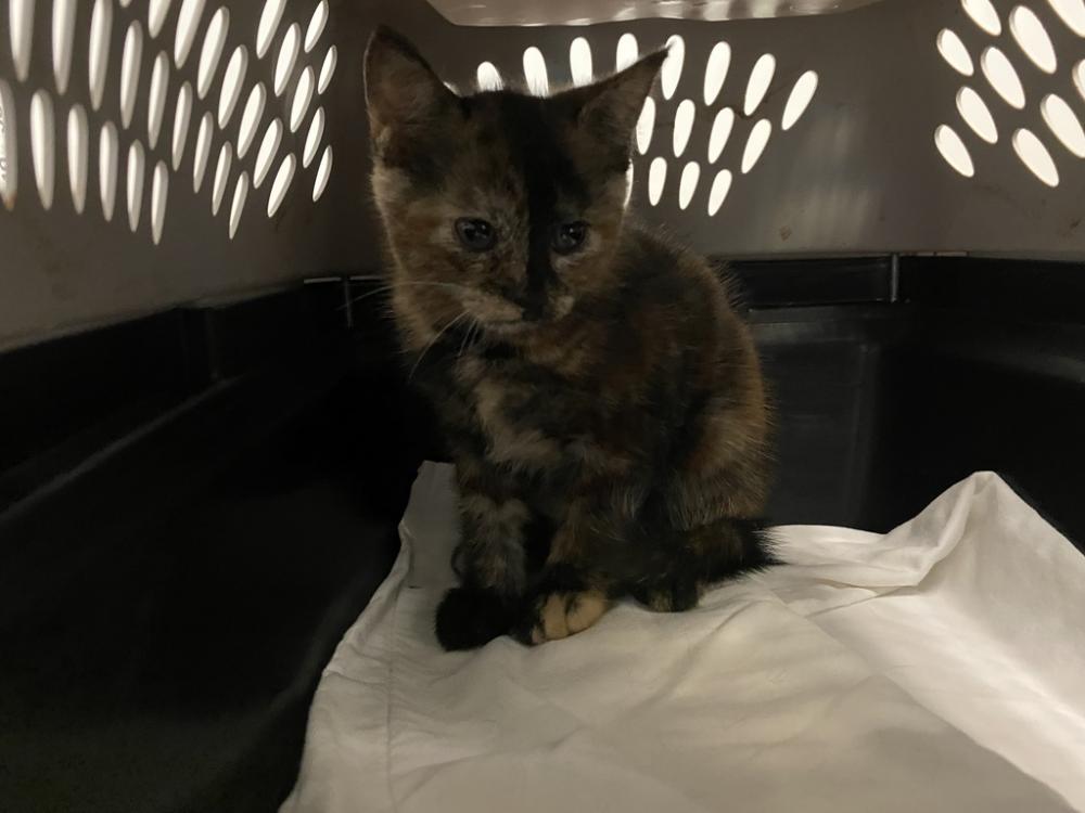 Shelter Stray Female Cat last seen Near W 135th Street, NEW YORK, NY, 10031, New York, NY 10029