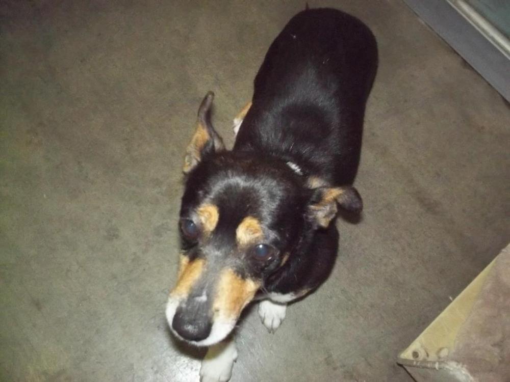 Shelter Stray Male Dog last seen BOREL RD LAKE ISABELLA CA 93240, Lake Isabella, CA 93240