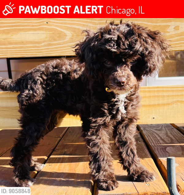Lost Female Dog last seen Fargo ave and Damen st 60626 Rogers Park Chicago IL, Chicago, IL 60626