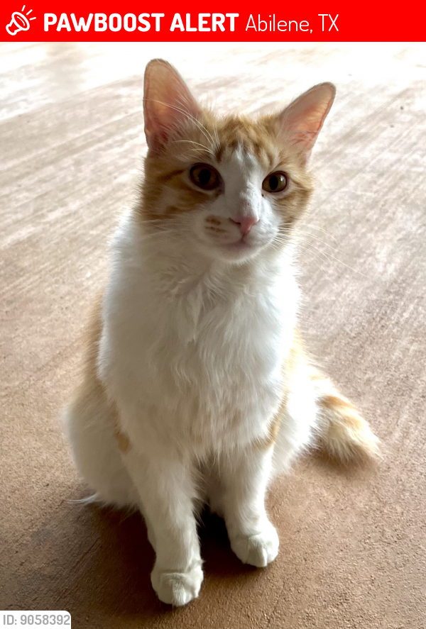 Abilene, TX Lost Male Cat, Miku Is Missing PawBoost