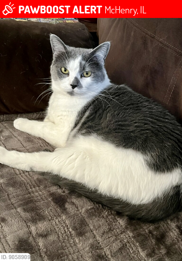 Lost Female Cat last seen Cunat Dr and Bull Valley , McHenry, IL 60050