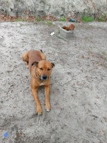 Lost Male Dog last seen 43rd drive and Market/Smith road. , Lake City, FL 32024