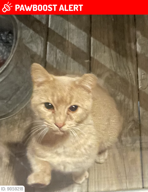 Lost Male Cat last seen Colony Church Road, Newberry County, SC 29108