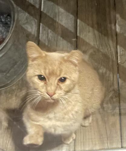 Lost Male Cat last seen Colony Church Road, Newberry County, SC 29108