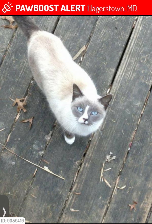 Lost Male Cat last seen Security road , Hagerstown, MD 21742