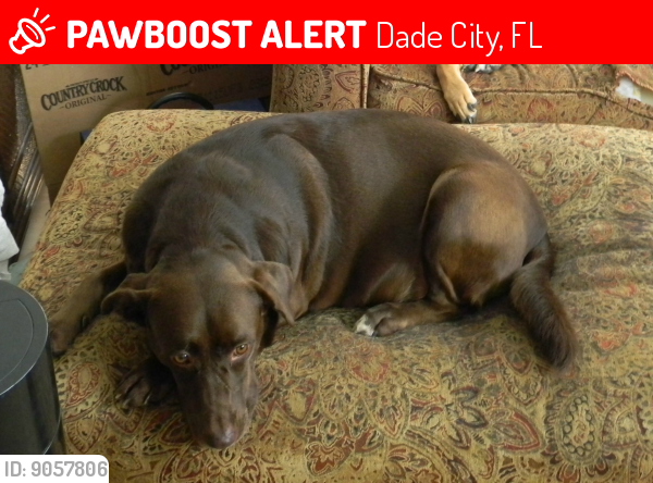Lost Female Dog last seen Pikeview Rd, Cyril Drive, Oakfield Circle - Ridge Manor, Florida, Dade City, FL 33523