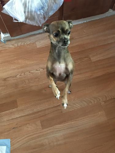Lost Female Dog last seen Trumbull Ave SE and Wyoming Blvd SE near Kirtland Airforce Base, Albuquerque, NM 87123