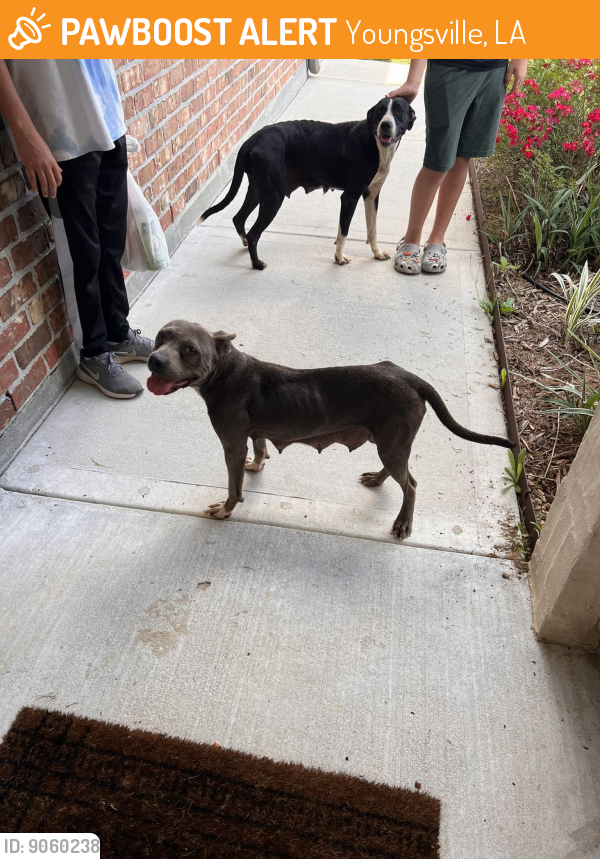 Youngsville, LA Stray Female Dog Found Near Sabal Palms subdivision on