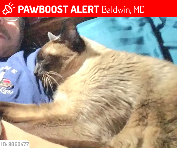 Lost Male Cat last seen Sweet air rd, Baldwin, MD 21013