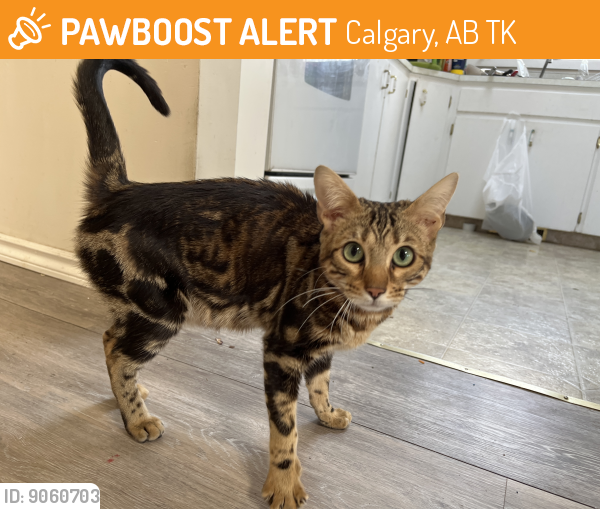 Found/Stray Female Cat last seen Ninga Rd, Calgary, AB T2K