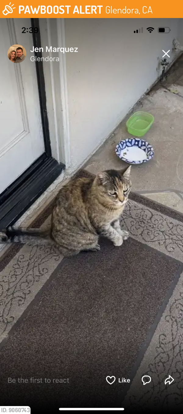 Glendora, CA Stray Cat Found Near W. Donington Street Glendora | PawBoost