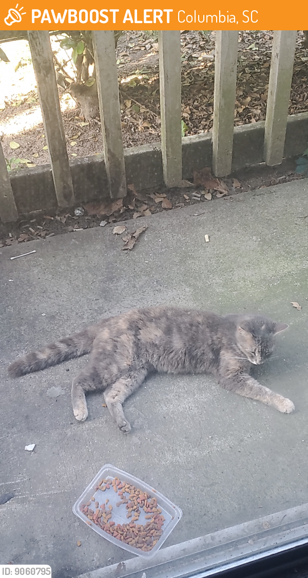 Found/Stray Unknown Cat last seen Right at Siegel Suites, Columbia, SC 29210