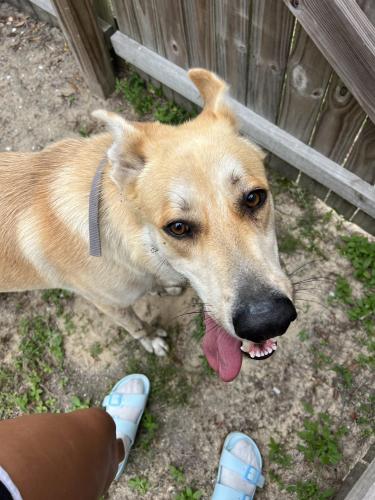 Found/Stray Male Dog last seen Northwest Florida State College, Niceville , Niceville, FL 32578