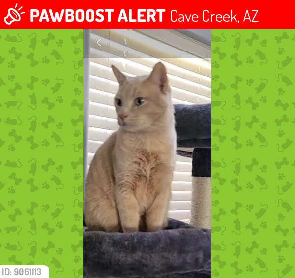 Lost Male Cat last seen Cave creek and tatum, Cave Creek, AZ 85331