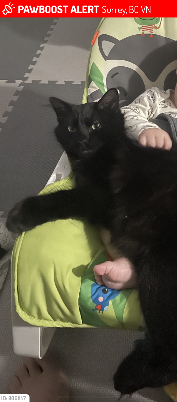 Lost Male Cat last seen Easy Clayton heights, Surrey, BC V4N