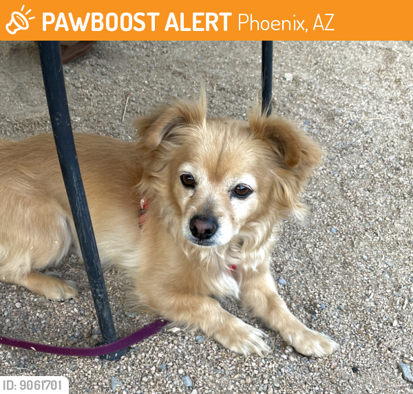Found/Stray Male Dog last seen 15th Ave and South Mountain Ave, Phoenix, AZ 85041