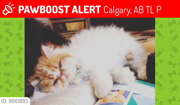 Lost Male Cat last seen Collingwood School/ ST Francis highchool., Calgary, AB T2L 0P6