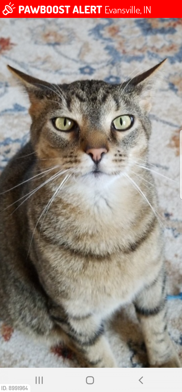 Lost Male Cat last seen Old state road, Evansville, IN 47710