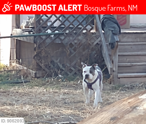 Lost Male Dog last seen Noble lane bosque farms , Bosque Farms, NM 87068