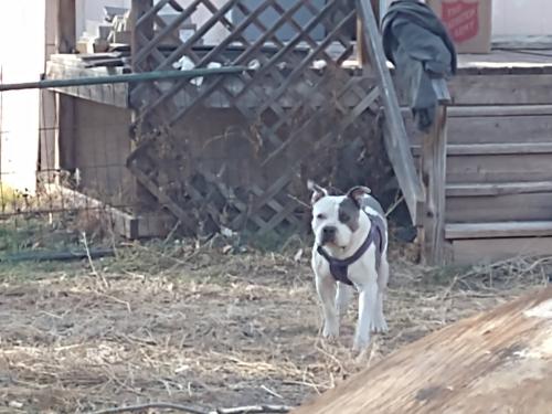 Lost Male Dog last seen Noble lane bosque farms , Bosque Farms, NM 87068