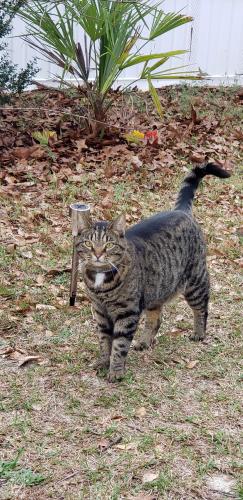 Lost Male Cat last seen Jaywood Circle & Kittiwake, West Columbia, SC 29170
