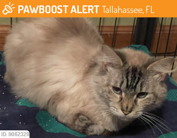 Found/Stray Female Cat last seen Denargo Dr, Tallahassee, FL 32303