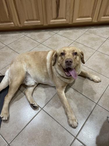 Found/Stray Male Dog last seen Spring cypress & 249, Tomball, TX 77377