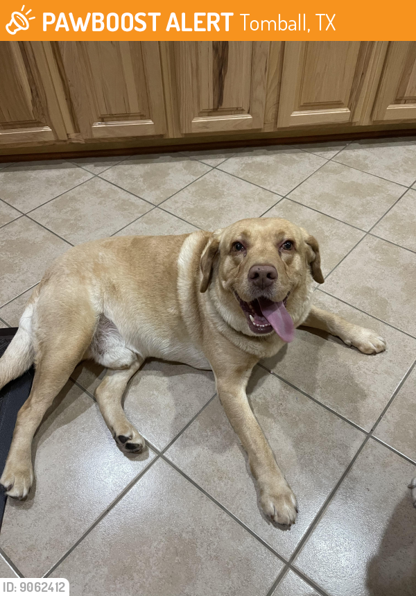 Found/Stray Male Dog last seen Spring cypress & 249, Tomball, TX 77377