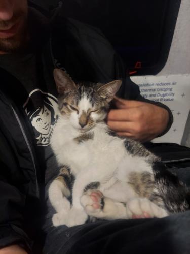 Lost Male Cat last seen Near and Southern, Rio Rancho, NM 87124