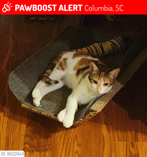Lost Female Cat last seen Senate St & Heidt St, Columbia, SC 29205, USA, Columbia, SC 29205