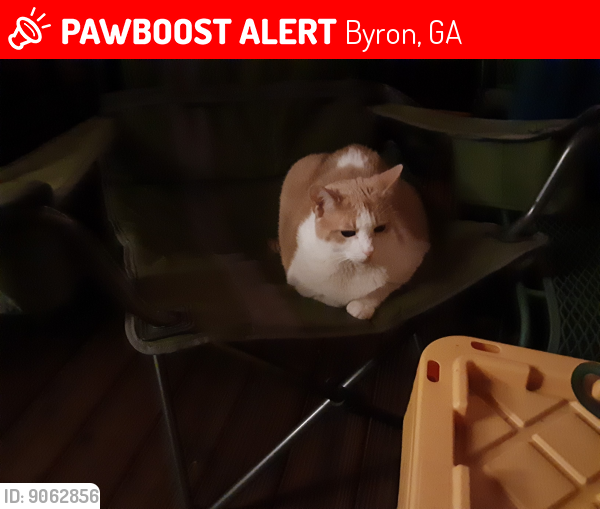 Lost Female Cat last seen Lower Hartley Bridge Rd. and Remington Ct. Byron, GA, Byron, GA 31008