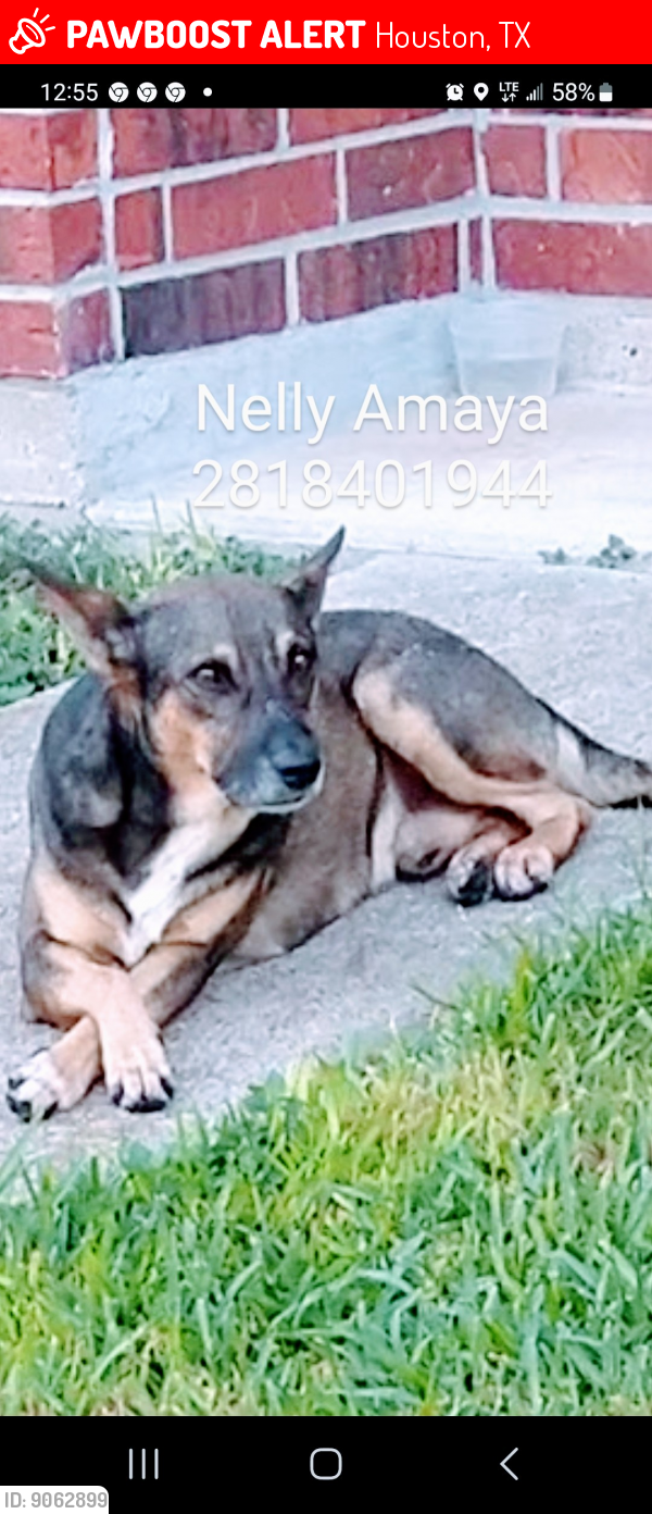 Lost Male Dog last seen Ledge st Houston 77075, Houston, TX 77034