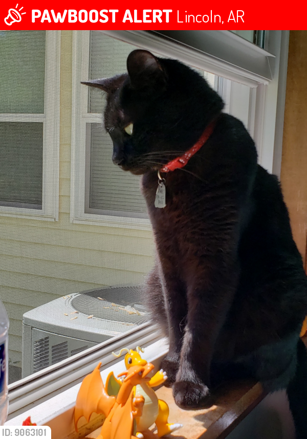 Lost Female Cat last seen She small and black, short-haired spayed. Her distinguishing feature is a streak of white hairs on her shoulder from an injury when she was young. She is vocal and smart. She's been mucrochipped , Lincoln, AR 72744