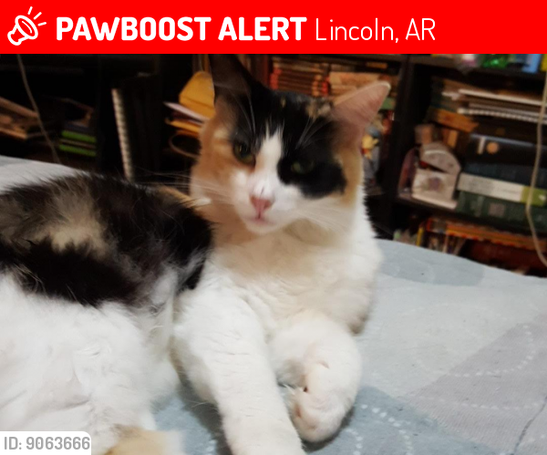 Lost Female Cat last seen near N West Ave, Lincoln, AR 72744