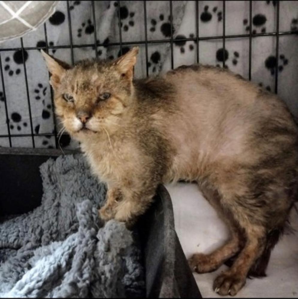 Shelter Stray Male Cat last seen Sully, VA, 20171, Centreville Rd & Lees Corner Rd, Fairfax County, VA, Fairfax, VA 22032