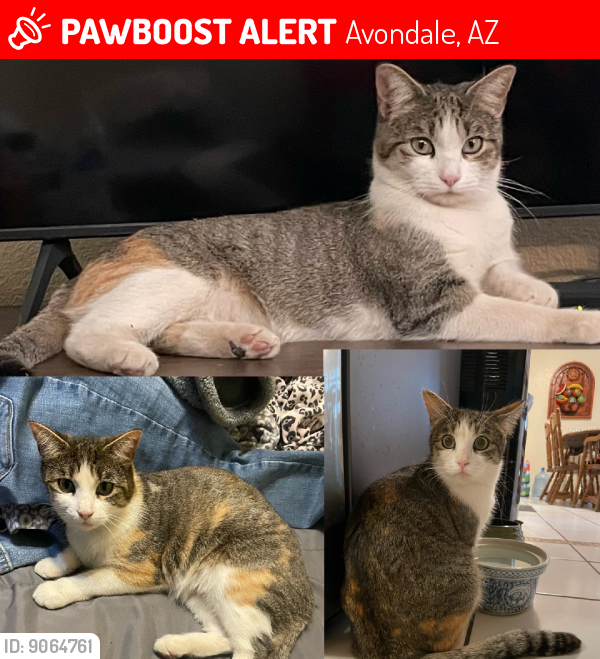 Lost Female Cat last seen W Lower Buckeye Rd & S El Mirage Rd, Avondale, AZ 85323