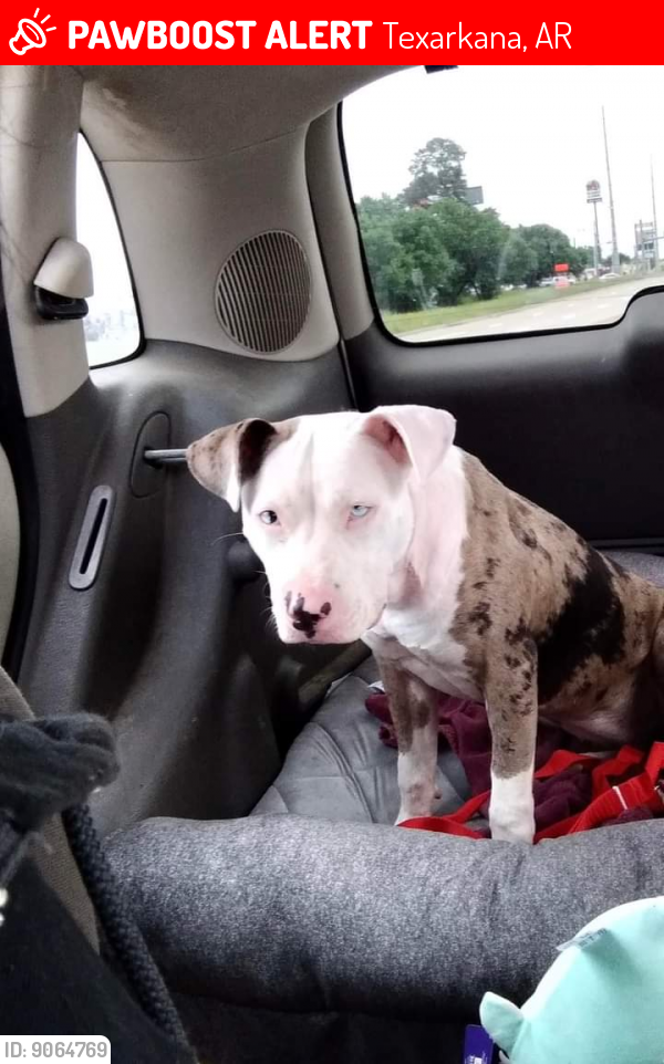 Lost Female Dog last seen Westlawn School, Texarkana, AR 71854