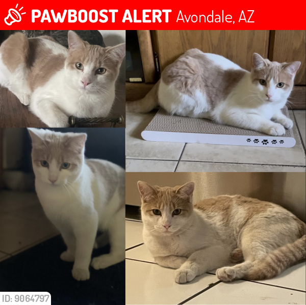 Lost Male Cat last seen W Lower Buckeye Rd & SEl Mirage Rd, Avondale, AZ 85323