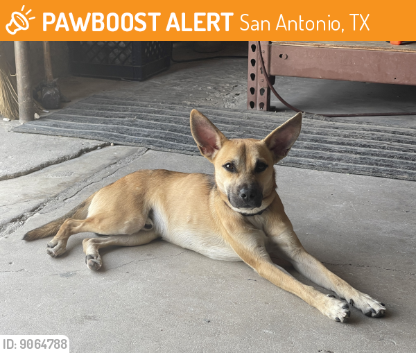 Found/Stray Male Dog in San Antonio, TX 78217 (ID 9064788) PawBoost