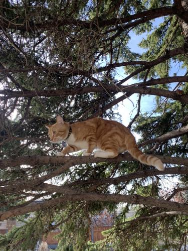 Lost Male Cat last seen 39th street NW, Calgary , Calgary, AB 