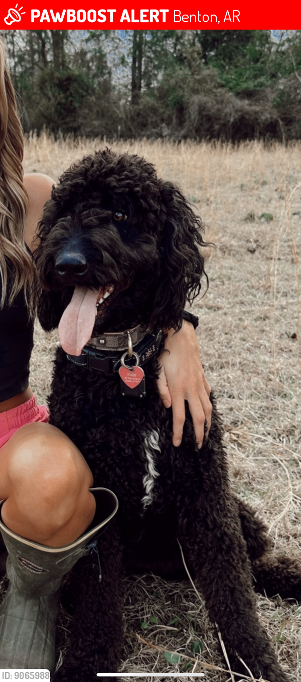 Lost Female Dog last seen Mountain View , Benton, AR 72018