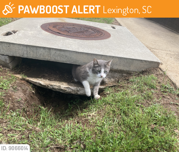 Found/Stray Unknown Cat last seen Powell Drive Lexington SC, Lexington, SC 29072