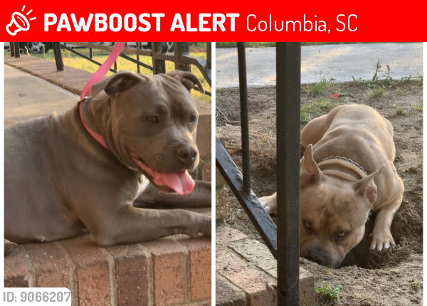 Lost Male Dog last seen Oakley Dr Columbia SC 29223, Columbia, SC 29223