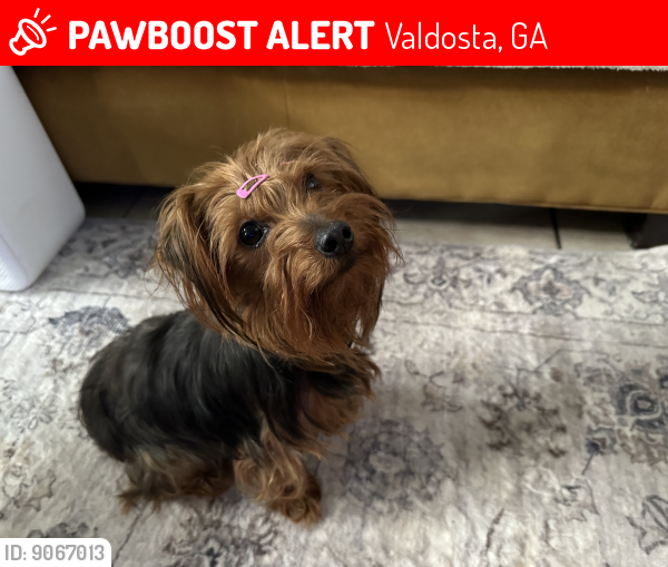 Lost Female Dog last seen Ran towards Melrose Drive, Valdosta, GA 31602